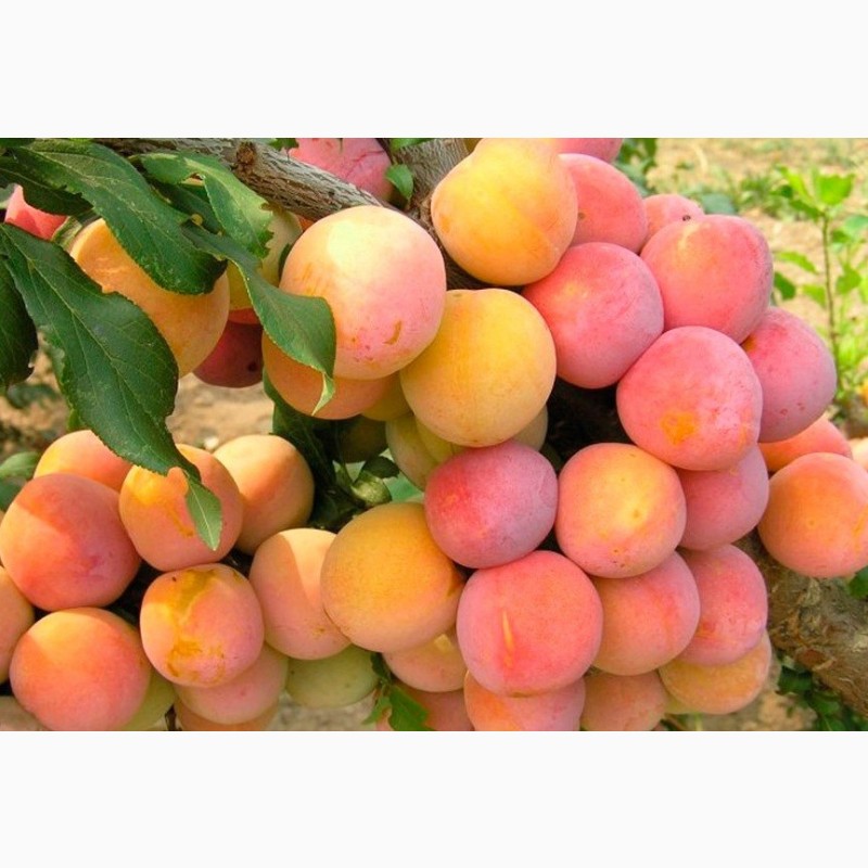 Фото 10. Саженцы плодовых яблоня, груша, слива, вишня, черешня, персик, абрикос и т.д