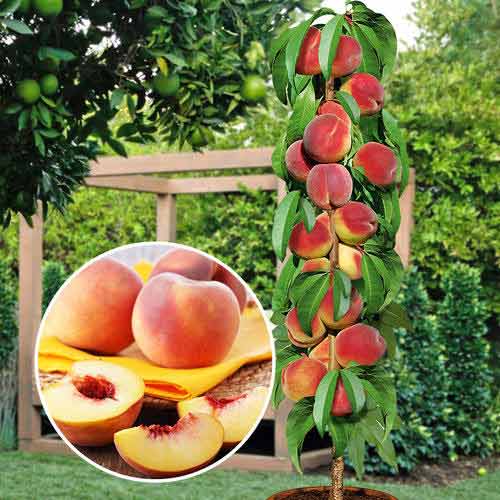 Фото 3. Саженцы плодовых яблоня, груша, слива, вишня, черешня, персик, абрикос и т.д
