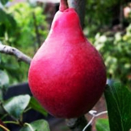 Фото 6. Саженцы плодовых яблоня, груша, слива, вишня, черешня, персик, абрикос и т.д