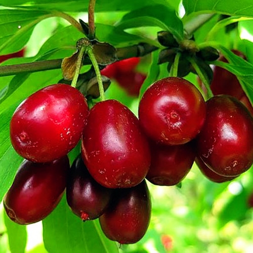 Фото 8. Саженцы плодовых яблоня, груша, слива, вишня, черешня, персик, абрикос и т.д