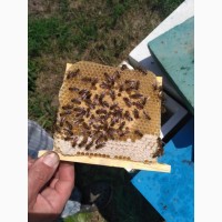 Матки ИО (ШО) Карника 2019, Бджоломатки Пчеломатки
