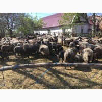 Продам стадо овец романовкая порода 240 голов