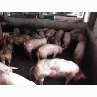 Реализуем свинину живым весом