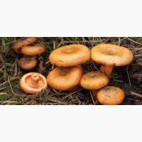 Рыжики грибы замороженные
