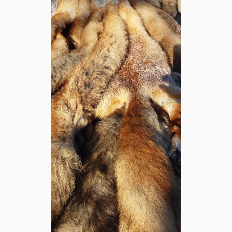 Фото 5. Продам шкуры лисы