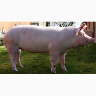 Продам свиней 80-100 кг., 46 грн. за 1 кг. живого веса