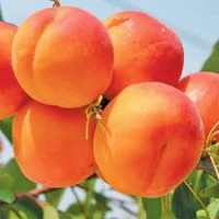 Продам саженцы абрикоса канадской селекции