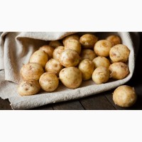 Куплю молодой картофель оптом от производителей