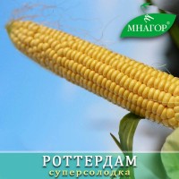 Семена сахарной кукурузы ультраранней Роттердам F1, сахаров 20%, обработаны Radix Perfecta