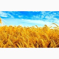 Купуємо пшеницю нового вражаю