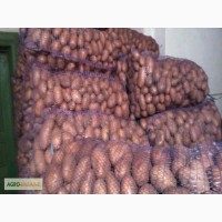 Продам картоплю сорт Арізона