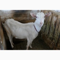 Продам дойные козы и козочки