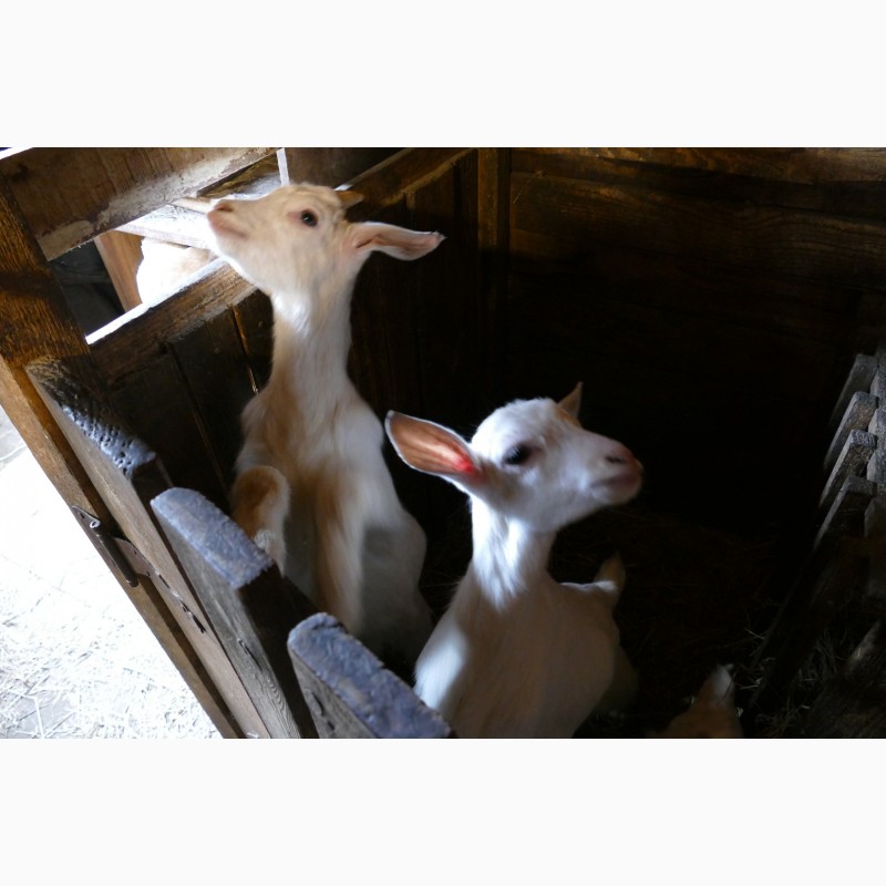 Фото 2. Продам дойные козы и козочки