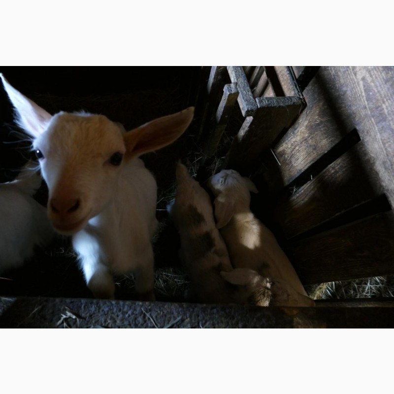 Фото 3. Продам дойные козы и козочки