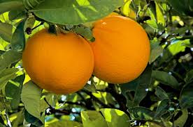 Оптовые продажи апельсинов