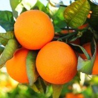 Оптовые продажи апельсинов