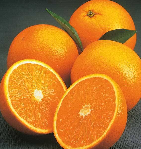 Фото 3. Оптовые продажи апельсинов