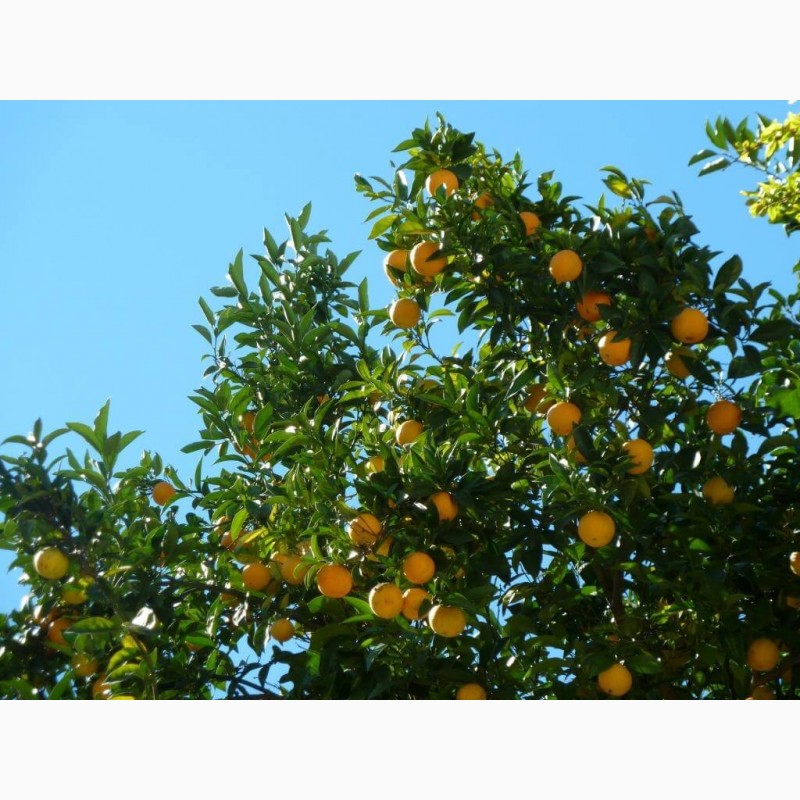 Фото 4. Оптовые продажи апельсинов