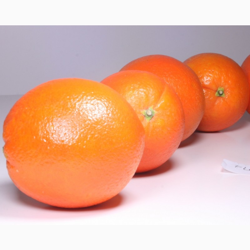 Фото 5. Оптовые продажи апельсинов