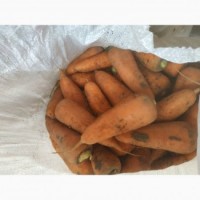 Продам Морковь АБАКО в Закарпатті