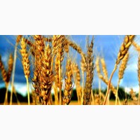 Семена озимой пшеницы Атлон Германия