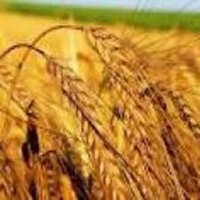 Озима пшениця Княжна