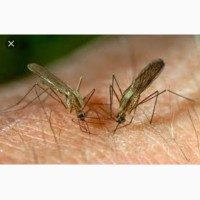 Обработка территории от комаров, клещей