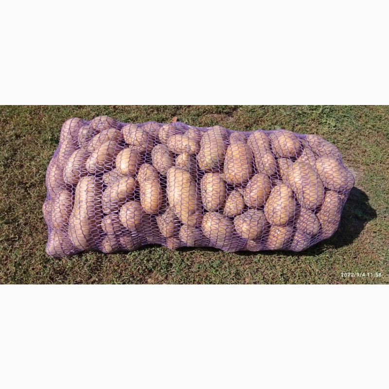Фото 5. Продам товарну картоплю Біла Роса 2023