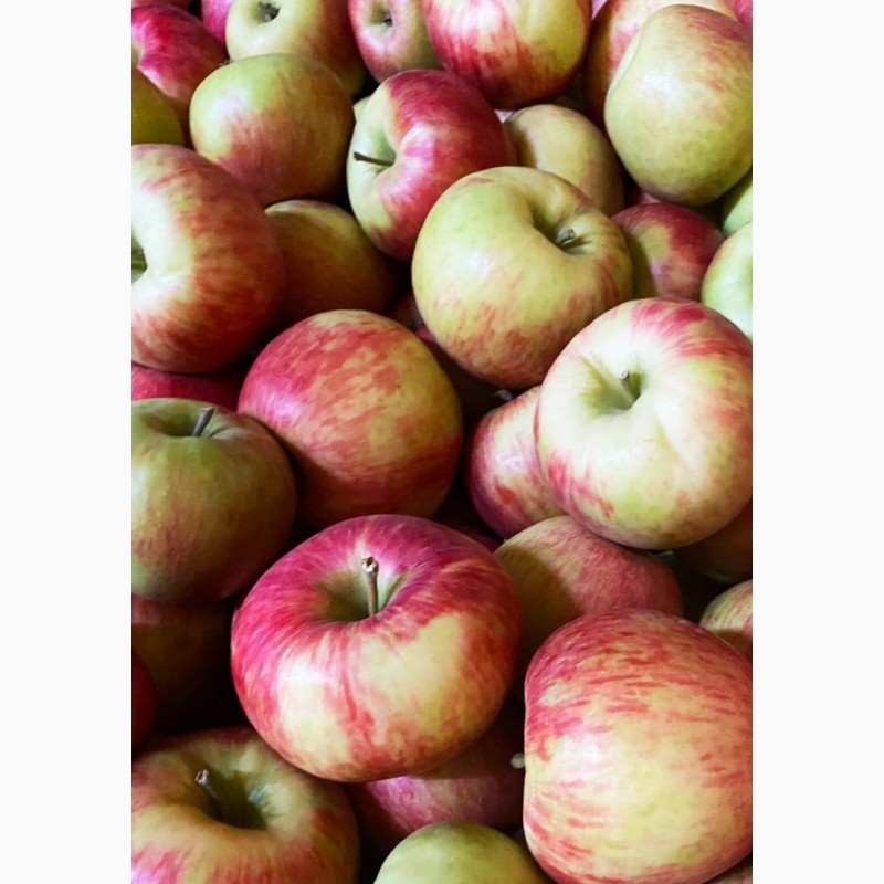 Фото 2. Продамо яблука Хоней Крісп, урожай 2023 р