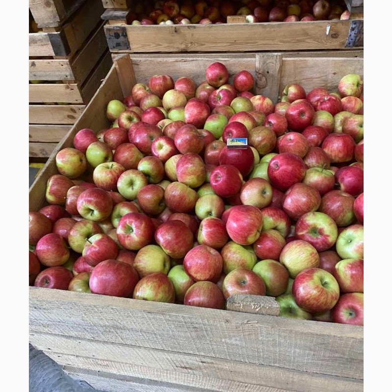 Фото 3. Продамо яблука Хоней Крісп, урожай 2023 р