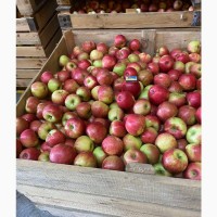 Продамо яблука Хоней Крісп, урожай 2023 р