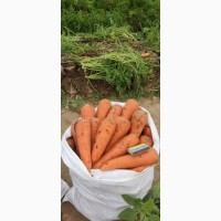 Свіжа морква оптом - об#039;єм 8 тонн щодня