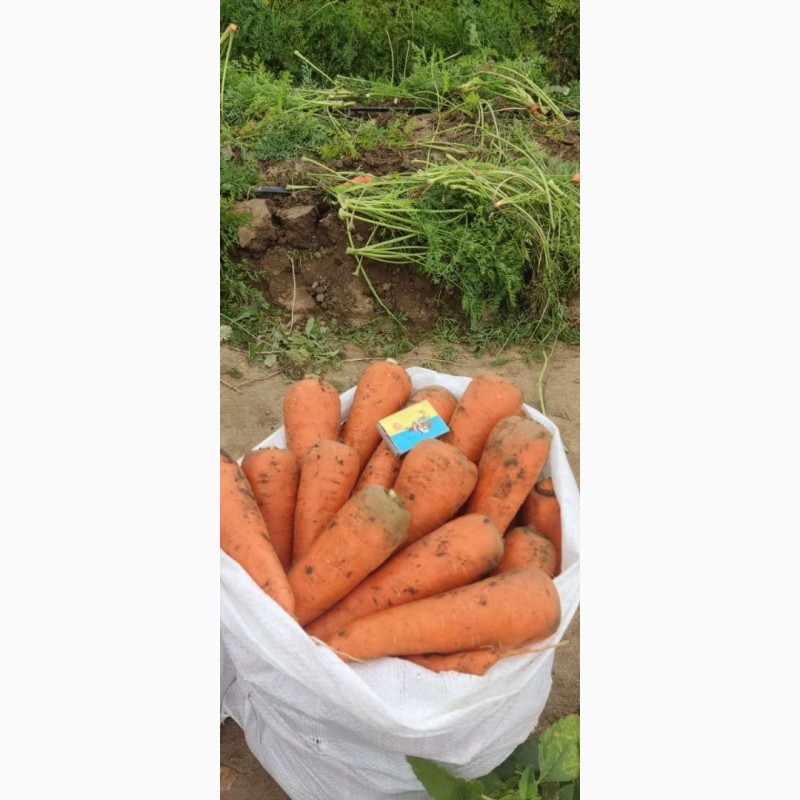 Фото 2. Свіжа морква оптом - об#039;єм 8 тонн щодня
