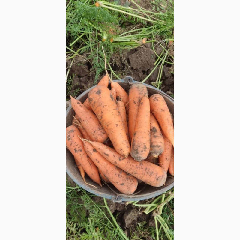 Фото 3. Свіжа морква оптом - об#039;єм 8 тонн щодня