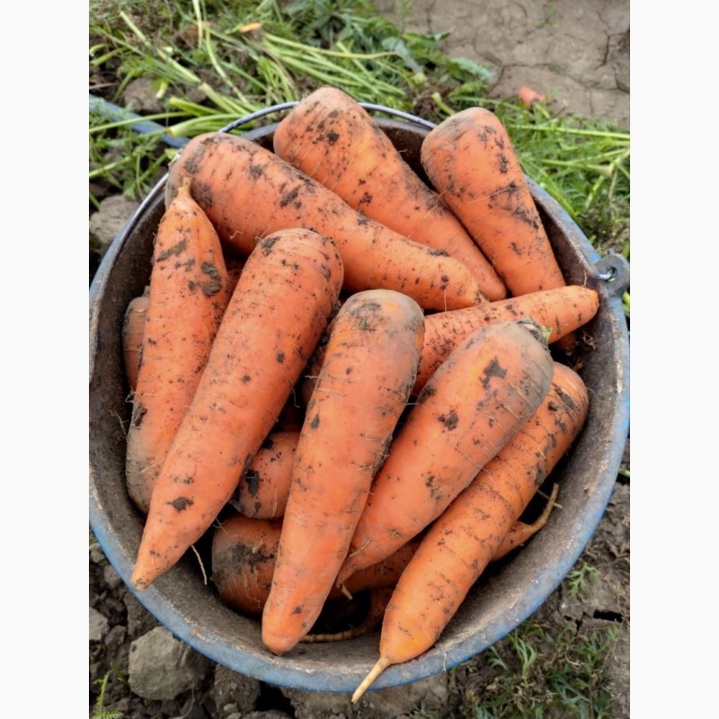 Фото 4. Свіжа морква оптом - об#039;єм 8 тонн щодня