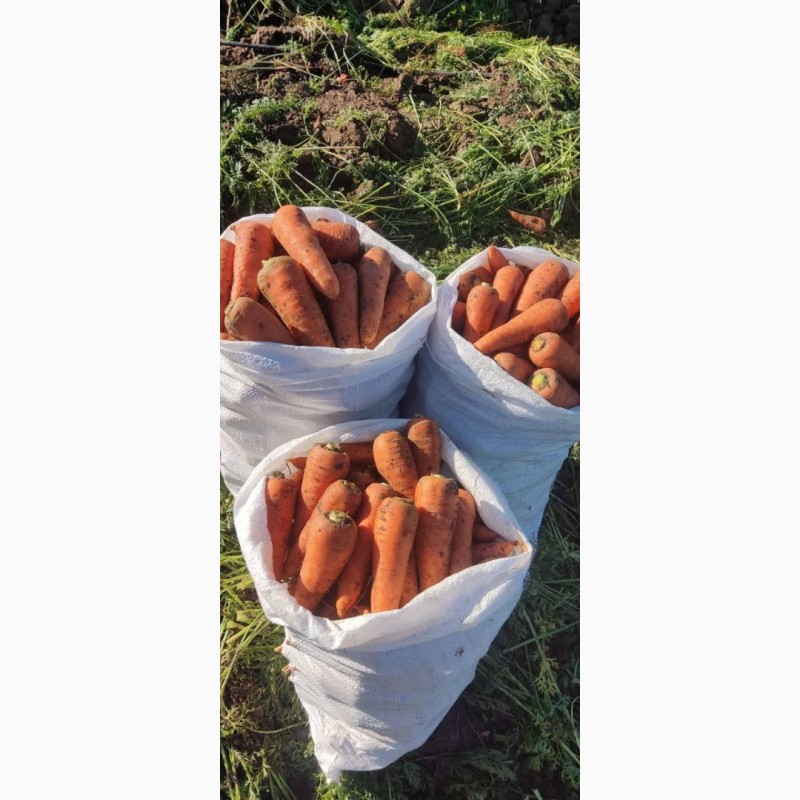 Фото 5. Свіжа морква оптом - об#039;єм 8 тонн щодня