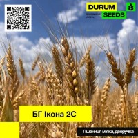 Насіння пшениці БГ Икона 2С / BG Ikona 2S (Durum Seeds)
