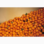 Продам грузинские мандарины оптом производителя