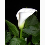 Продам цветы каллы ( калла эфиопская белая) по очень выгодной цене