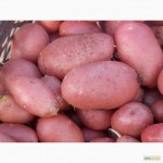 Картофель Ред Скарлетт от 10 тонн по доступной цене