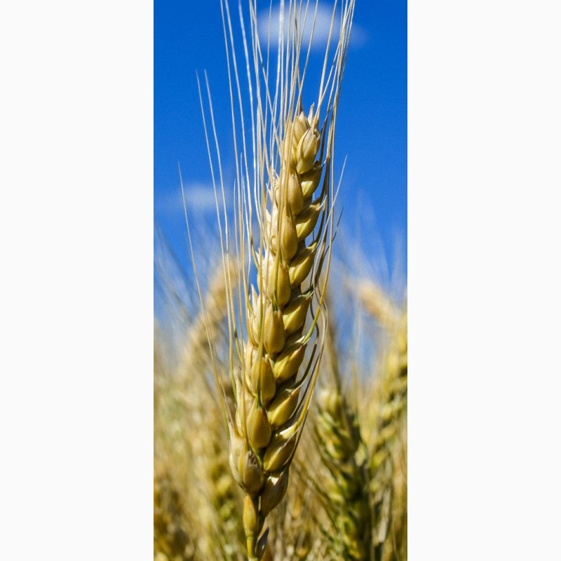 Фото пшеницы в руках