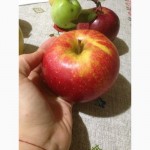 Домашние яблоки разных сортов из села
