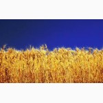 Закупка пшеницы, по всем регионам