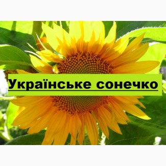 Ультраранній гібрид соняшнику Українське сонечко
