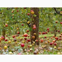 Саженцы яблони 2х лет