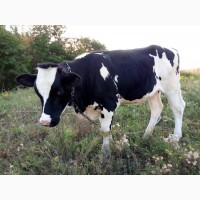 Продам телку на корову (продам теличку від доброї корови)