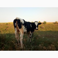 Продам телку на корову (продам теличку від доброї корови)