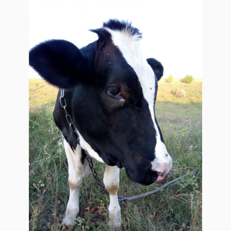 Фото 3. Продам телку на корову (продам теличку від доброї корови)