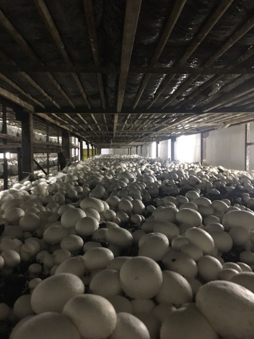 Продажа Шампиньонов грибов 1-го 35 и 2-го 29 сортов оптом