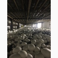 Продажа Шампиньонов грибов 1-го 35 и 2-го 29 сортов оптом